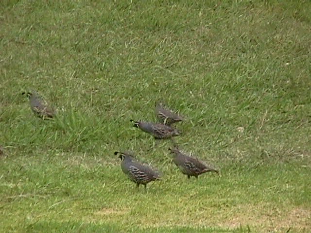 Quail